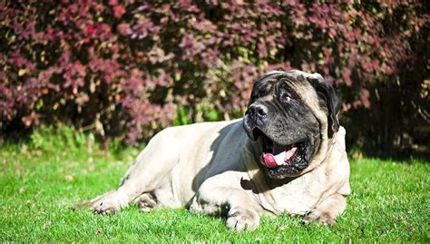 Mighty Mastiff Mixes 10 Unique Crossbreeds That Combine Power And