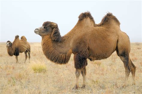Bactrian Camel Adaptations Range And Facts Britannica