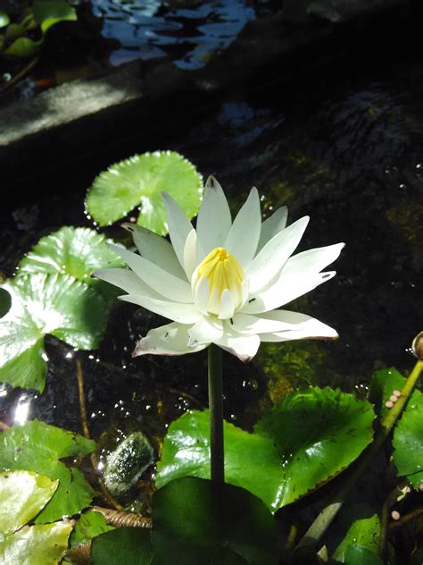 Bunga teratai dianggap keramat bagi penganut agama hindu dan buddha dan merupakan bunga nasional india. Teratai Putih di kolam ikan mini | Kebunpedia