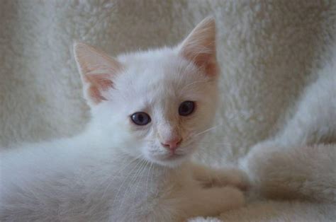 Cream Point Male Siamese Kitten Cff And Tica Registered For Sale In