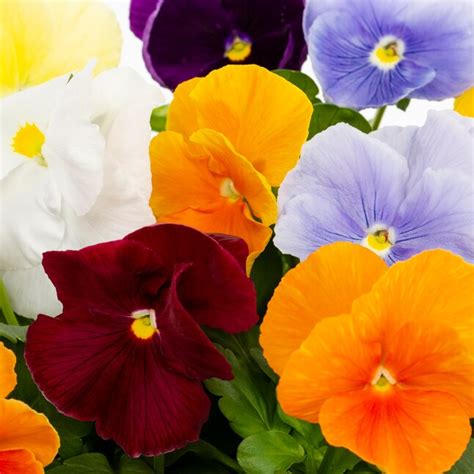 Metrolina Greenhouses Multicolor Pansy In 25 Quart Pot 3 Pack In The