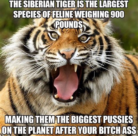 Big Cat Animal Memes Best Funny Pictures Siberian Tiger