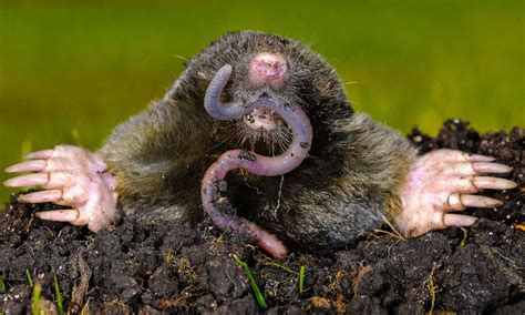 Mole Animal Facts Talpidae A Z Animals
