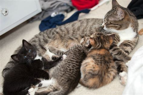 Momma Cat With Kittens Raww