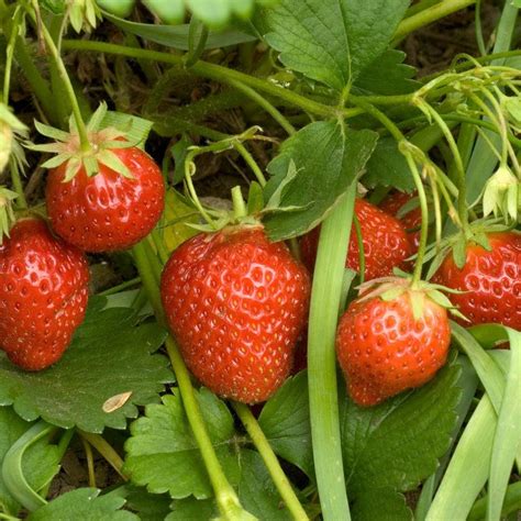 Mara Des Bois Strawberries White Flower Farm