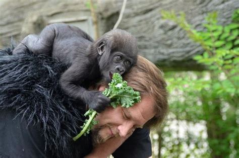 Gladys Goes Outside! Baby Gorilla and Her Human Surrogate ...
