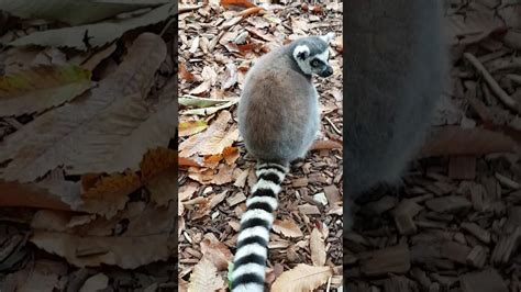 Au zoo - YouTube
