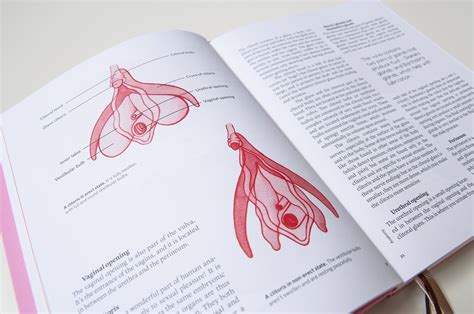 Vulva And Penis Anatomy Education Set Full Set — The Vulva Gallery