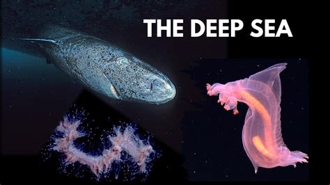 Deep Sea 101 Secrets Of The Deep Ocean Youtube