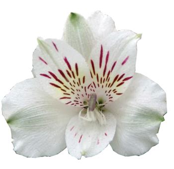 White carnation pure love, naiveté, innocence, talent. Order Alstroemeria Colors of 200 Stems Online | Whole Blossoms