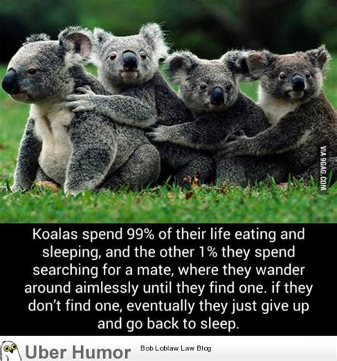 I Might Be A Koala Funny Pictures Quotes Pics Photos Images