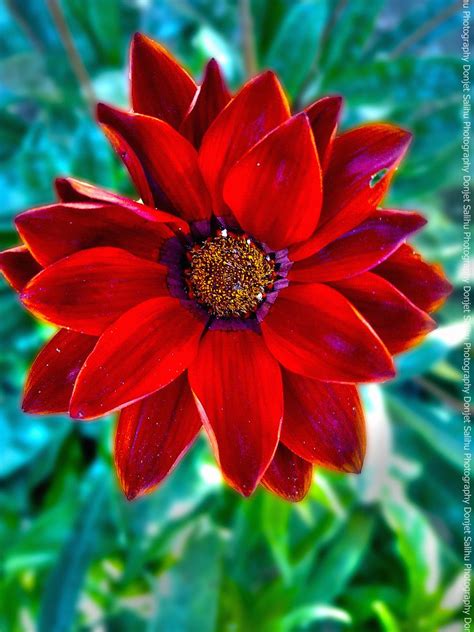 red flowers red flower hdr photo hdr photos cover up tattoo african design yellow