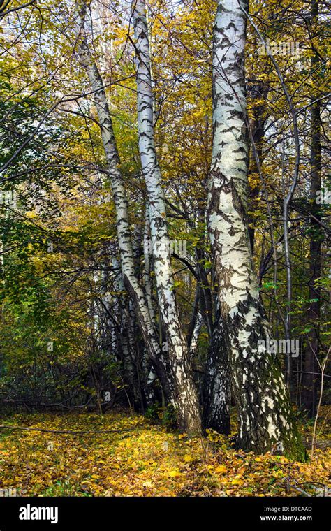 White Birch Tree In Autumn Stock Photos And White Birch Tree In Autumn
