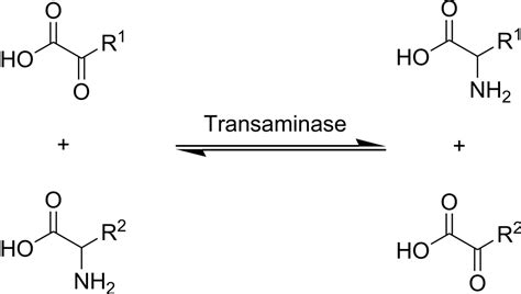 Difference Between Transamination and Deamination | Compare the Difference Between Similar Terms