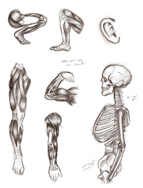 More Male Anatomy By Tabathazee On Deviantart