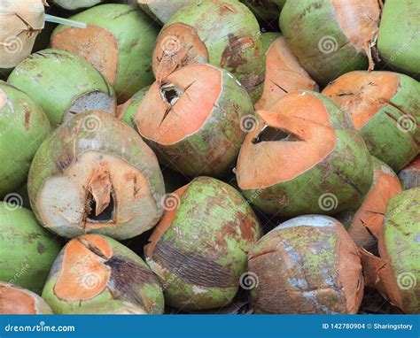 Many Asian Coconuts Stock Photo Image Of Flora Growth 142780904