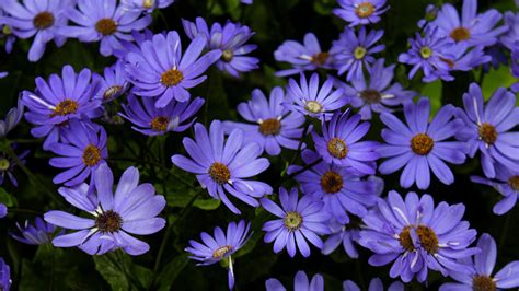 Purple Daisy Wallpaper