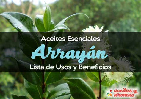 Aceite de Arrayán: Usos y Beneficios Esenciales - Aceites y Aromas