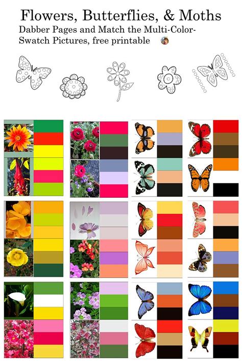 Matching Color Palettes for Flowers and Butterflies | Color activities