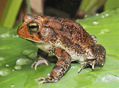 Amazing Facts About Cane Toads
