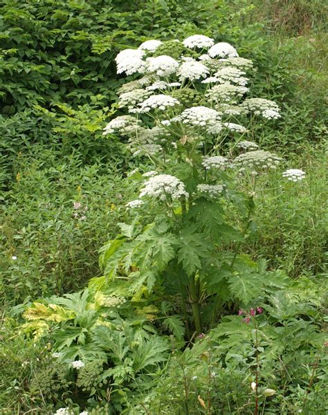 Giant Hogweed Info Planting Care And Tips Live