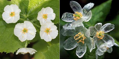 How To Grow The Unique Skeleton Flower The Plant Guide