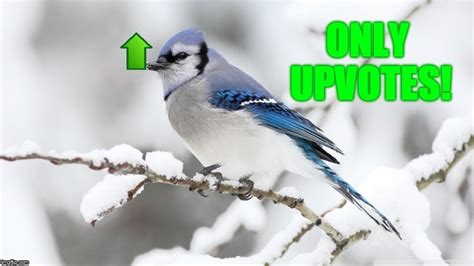 Hope Its Not Too Late To Chirp Inbird Weekend February 1 3 A