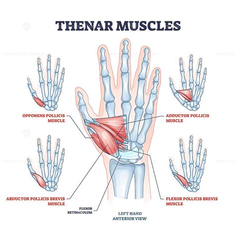 Thenar Muscles For Fingers Movement With Thumb And Palm Outline Diagram