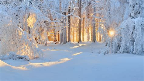 Fond Décran Lumière Du Soleil Des Arbres Paysage Forêt Blanc La