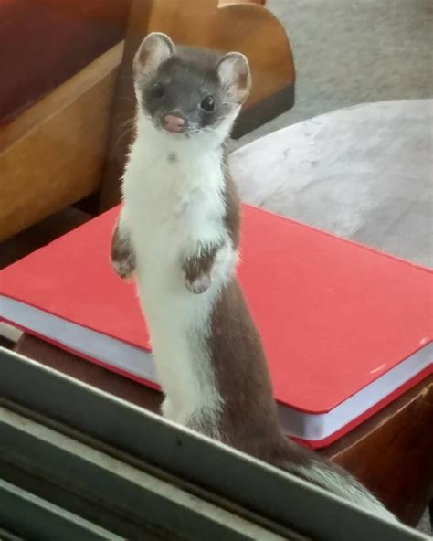 Slinky The Short Tailed Weasel Has Babies And Shes