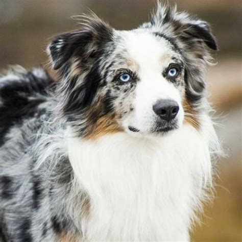 Visit us now to find the right australian shepherd for you. Dog Breeds