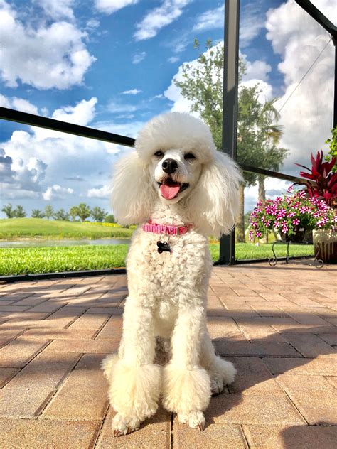Check spelling or type a new query. Jolie sitting pretty in the Florida sun! May 16, 2018 ...