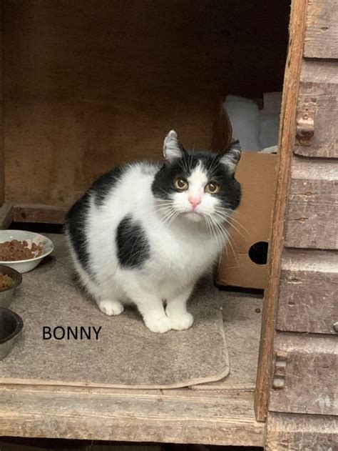 Bonny Whinnybank Cat Sanctuary