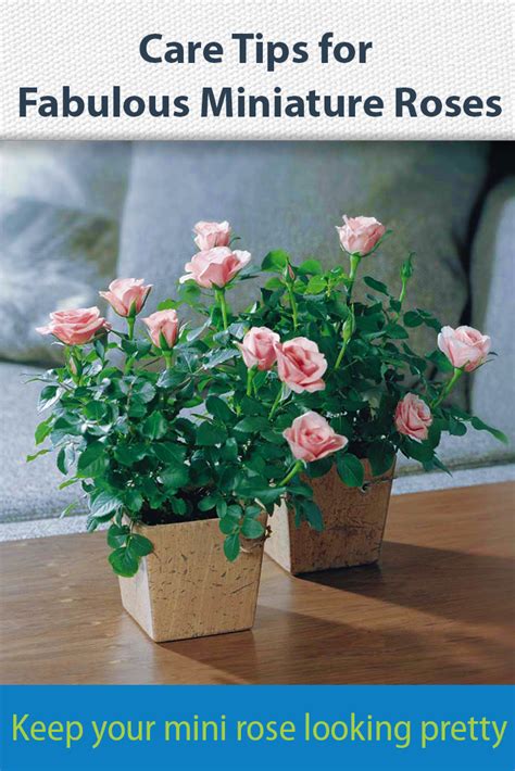 Got A Potted Miniature Rose These Care Tips Will Keep It
