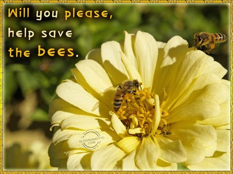 Save Bees Slogans