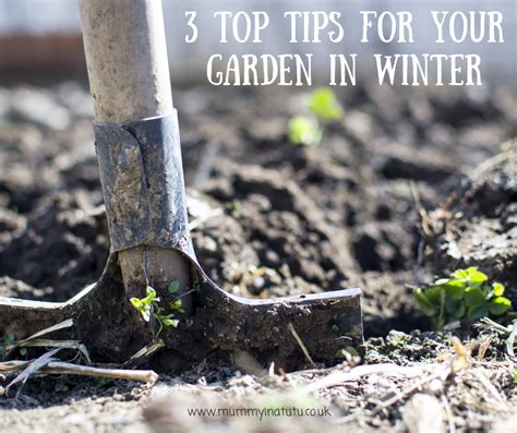 3 Top Tips For Your Garden In Winter Mummy In A Tutumummy In A Tutu