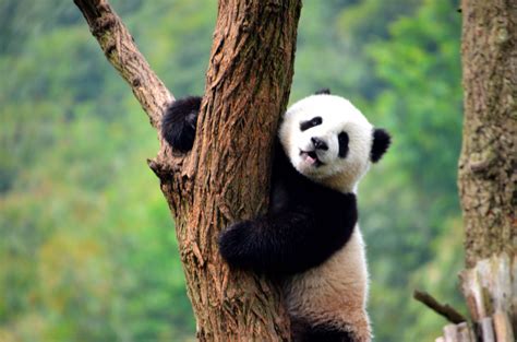 Captan Por Primera Vez Imagen De Panda Gigante Albino