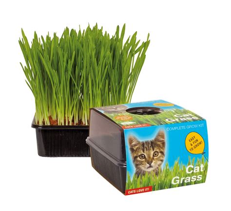 Buy Totalgreen Holland Cat Grass Grow Kit Grow Your Own Pet Grass