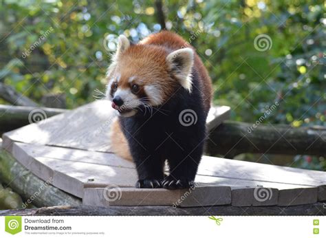 Red Panda Bear Licking His Lips Stock Image Image Of Bear China