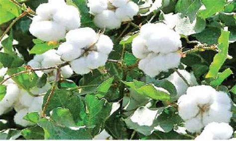At Bhuthapadi Regulation Shop Cotton Auction For Rs23½ Lakhs
