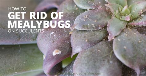 Coccus cacti homeopathic medicine symptoms in hindi. How to get rid of mealybugs on succulents | Growing ...