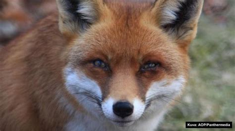 Fox Fox Face Fox Eyes