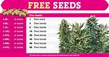 How To Get Marijuana Seeds For Free Photos