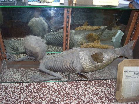 Mermaids Are Real 7 Places Where You Can See Real Life Versions Of