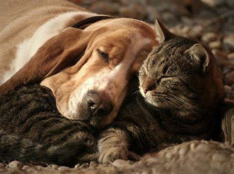Keep checking rotten tomatoes for updates! 40 Dogs and Cats Who Just Love to Cuddle - LIFE WITH DOGS