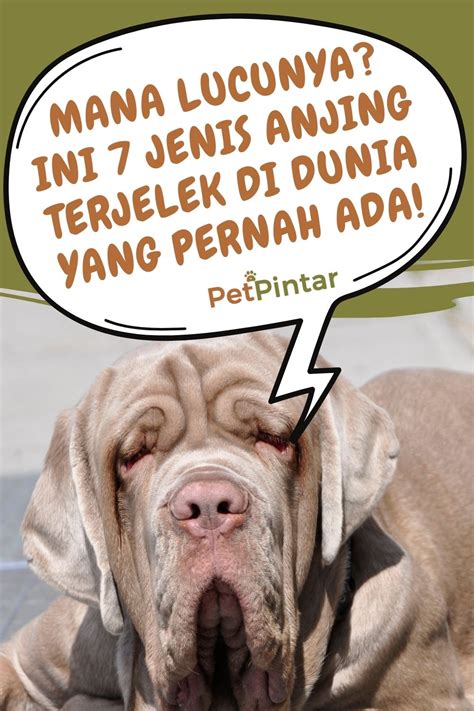Foto Anjing Lucu Imut - Gambar Anjing Tanpa Warna Jenis Jenis Anjing Di