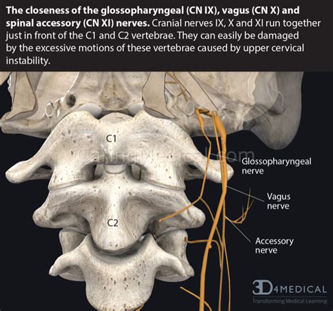Vagus Nerve Cervical Spine