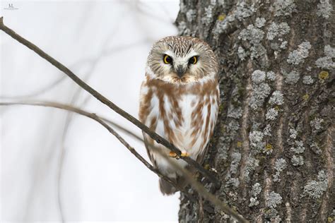 Northern Saw Whet Owl Petite Nyctale Aegolius Acadicus Flickr