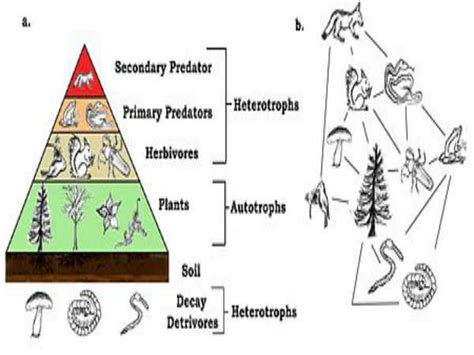 An organism of higher trophic level has access to more members of a lower trophic level. What Are Important Diagrams For Class 12 Biology Board ...