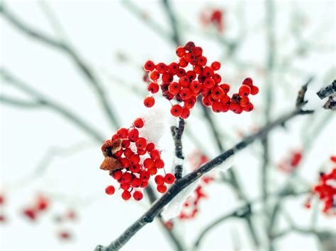 Plants Red Berries Winter Ice Wallpapers Hd Desktop And Mobile